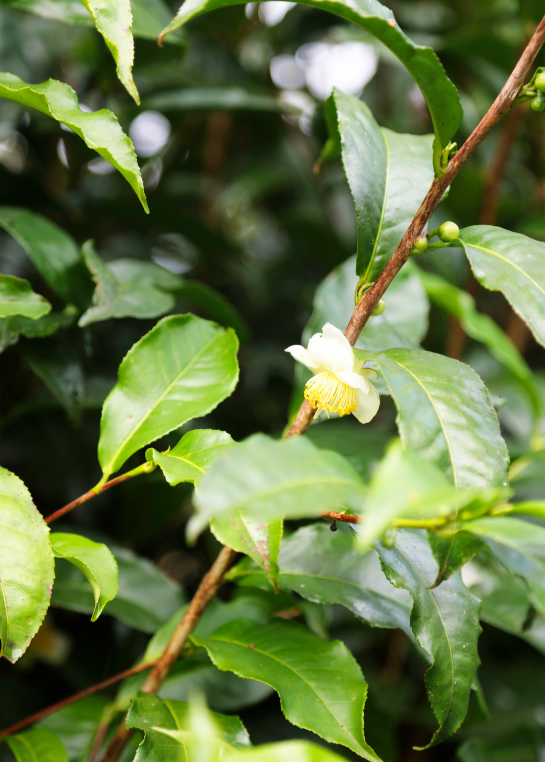 Green Tea (Camellia sinensis) Live Plant For Sale – Sow Exotic