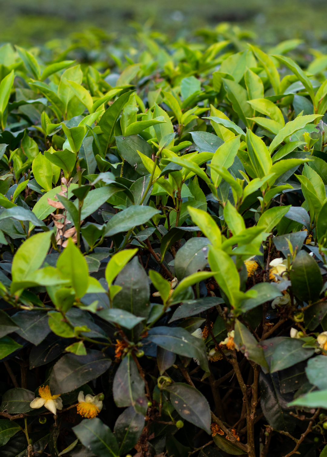 Green Tea (Camellia sinensis) Live Plant For Sale – Sow Exotic