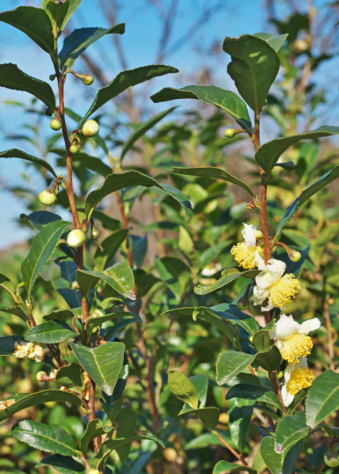 world plant seeds 5 Asclepias Physocarpa Seeds – Balloon Plant