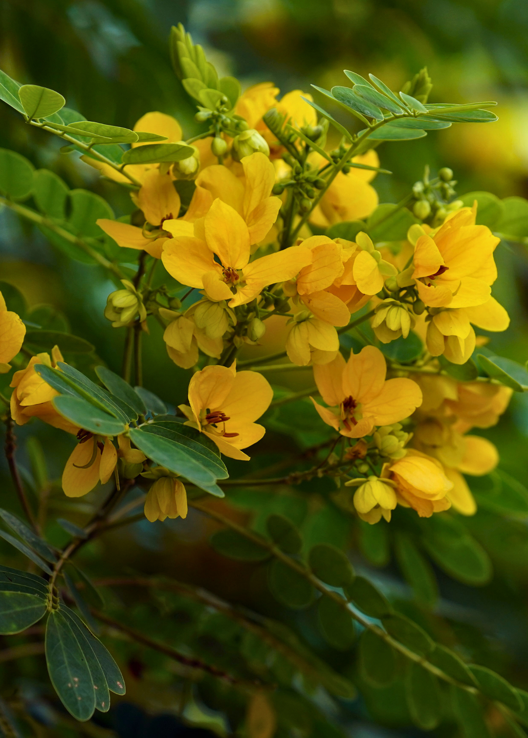where to buy cinnamon plant Cassia Cinnamon (Cinnamomum cassia)