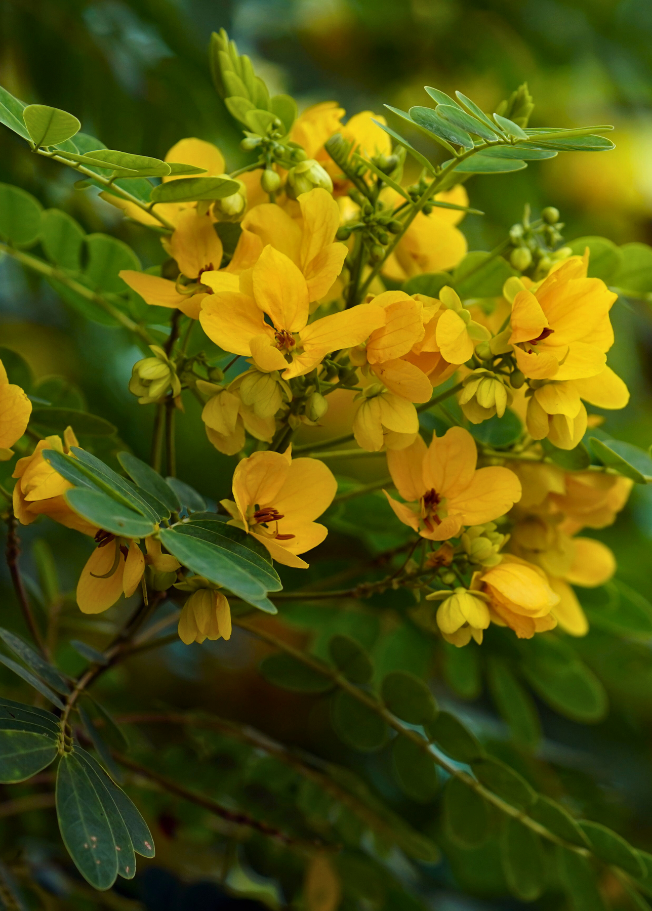 cassia cinnamon plant Cinnamon Tree (Cinnamomum verum) - Live Plant