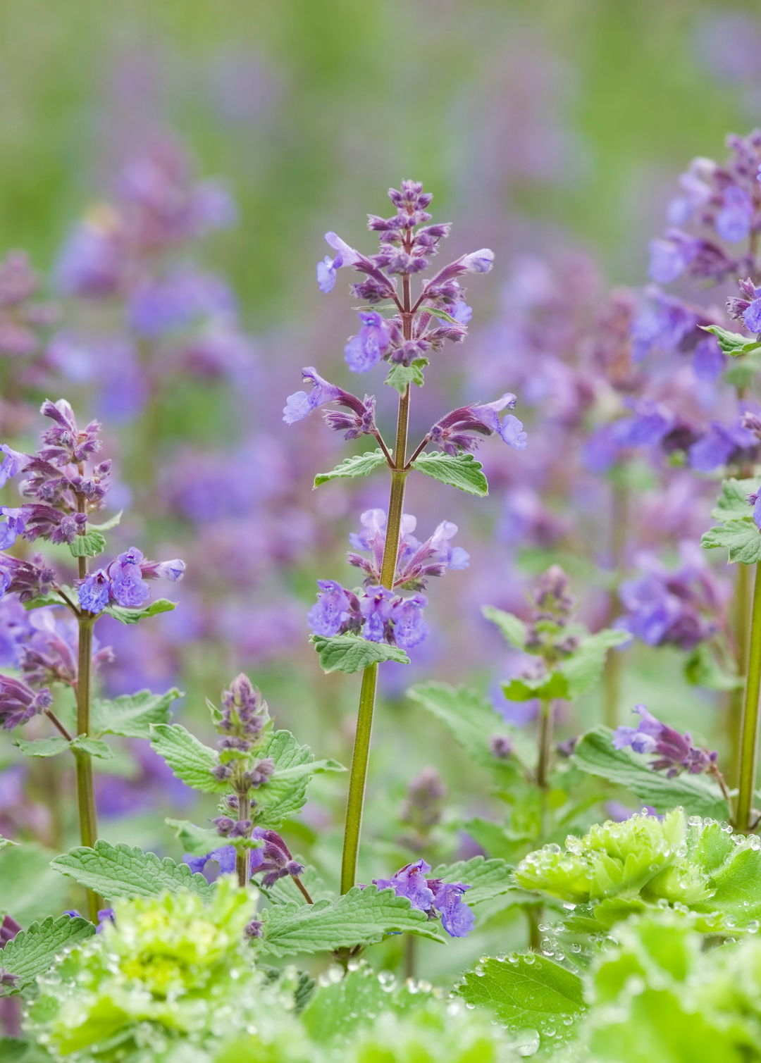 hanging catnip plant Live Catnip, Catmint Plants for Sale
