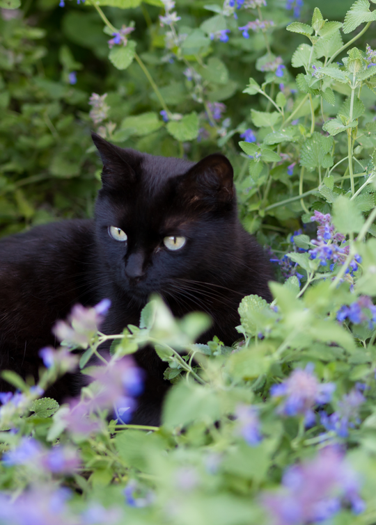 catnip plant for cats Live Catnip, Catmint Plants for Sale