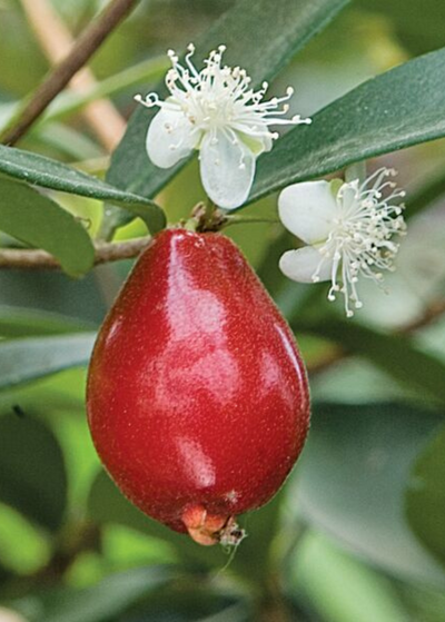 close up of a Cedar Bay Cherry with two white flowers growing above it - cherry is oval with a rounded base