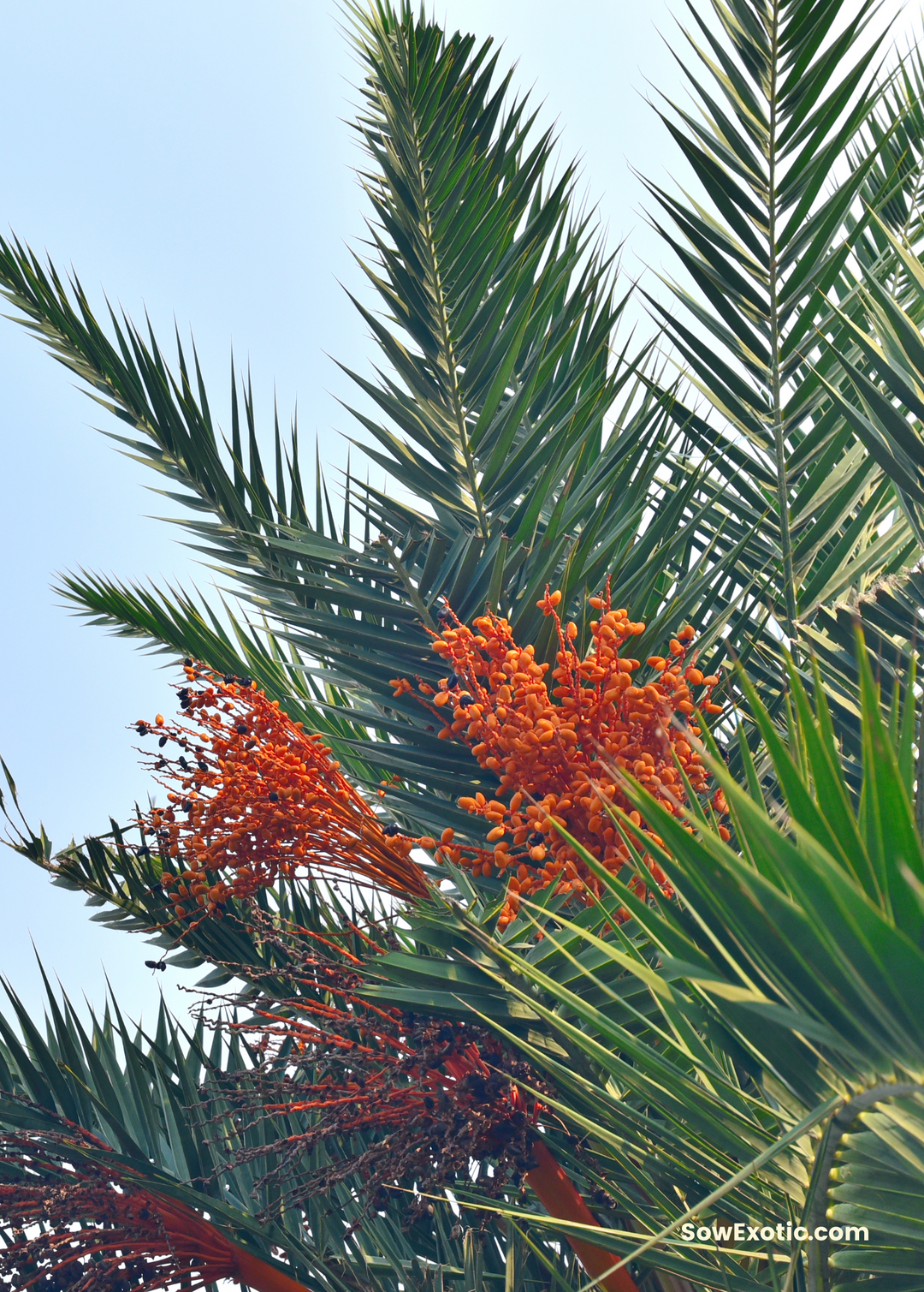 red and green palm plant Cliff Date Palm Trees For Sale- SowExotic.com – Sow Exotic