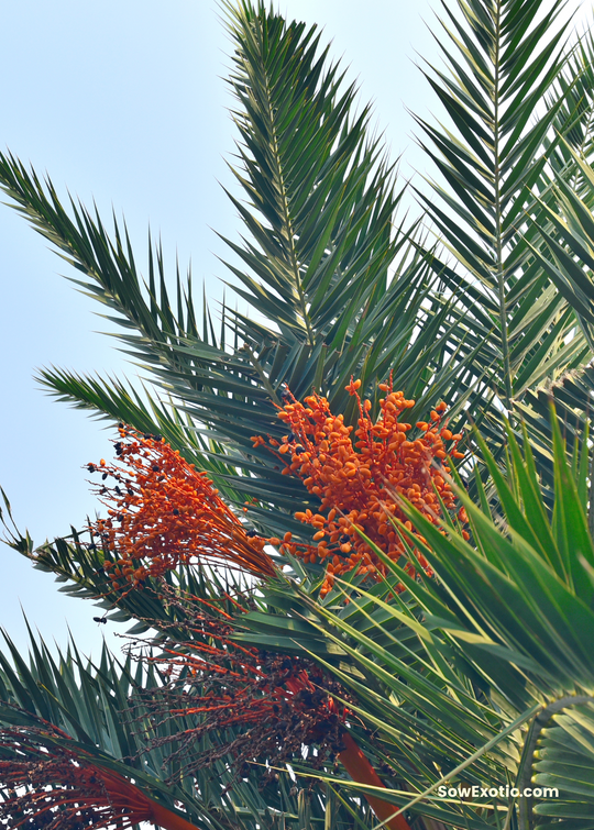 palm tree plants for sale Cliff Date Palm Trees For Sale- SowExotic.com – Sow Exotic
