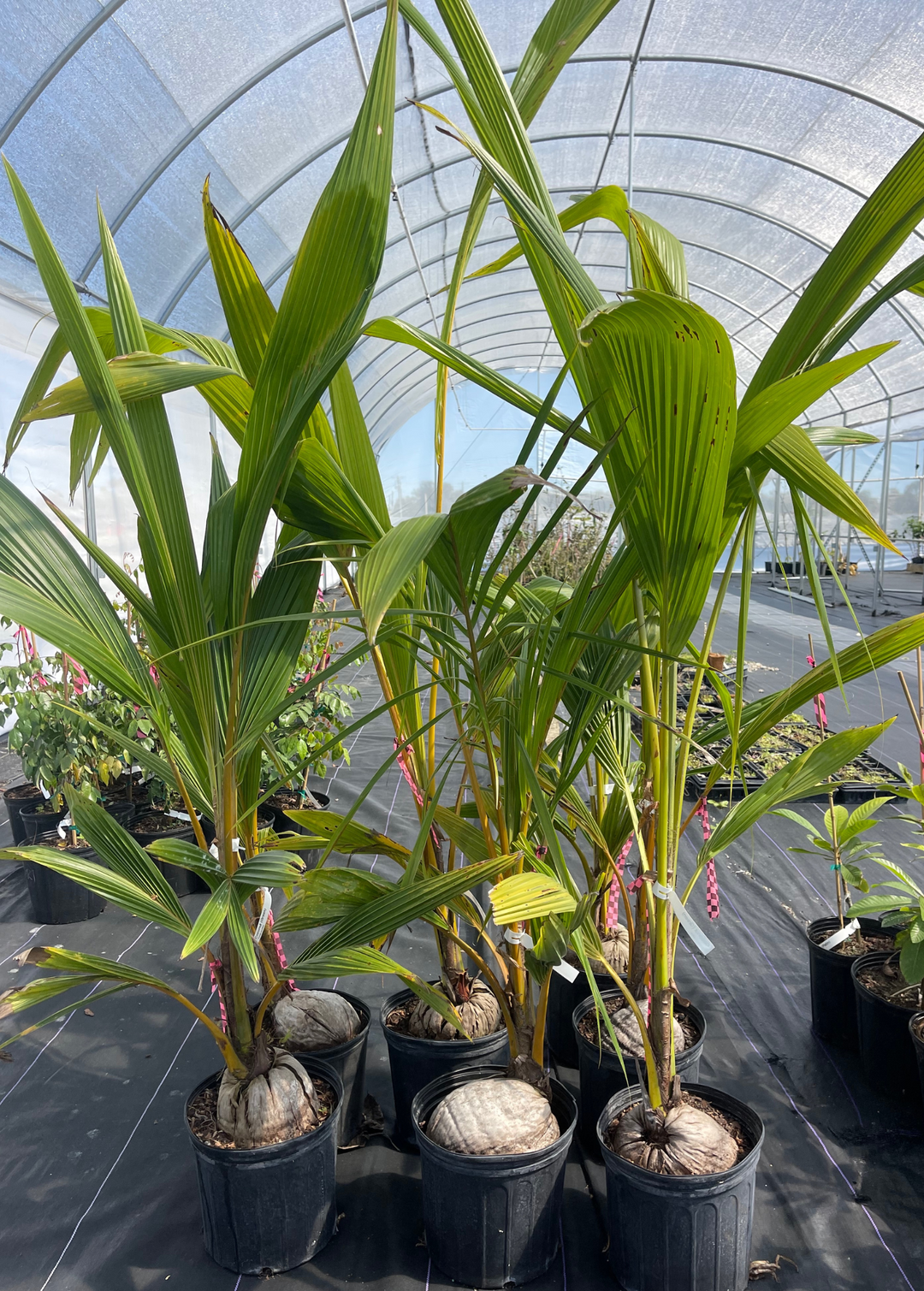 Coconut Palm Fruit Tree 3-5 ft
