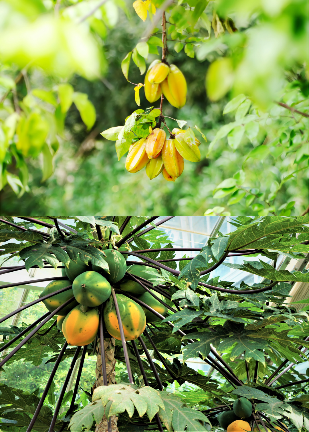 Fast Growing Fruit Tree Bundle: Star Fruit & Papaya – Sow Exotic