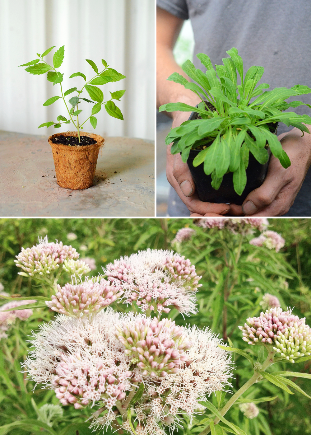 Sleepy Herb Bundle: Valerian Root, African Dream Root & Calea Dream Root  for Sale