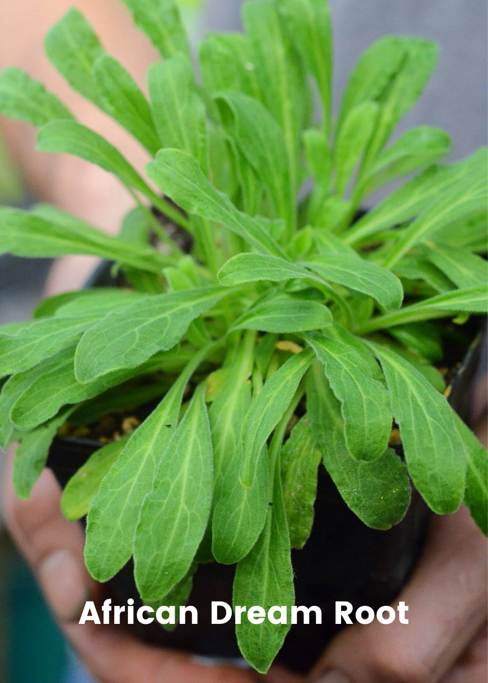 Sleepy Herb Bundle: Valerian Root, African Dream Root & Calea Dream Root  for Sale