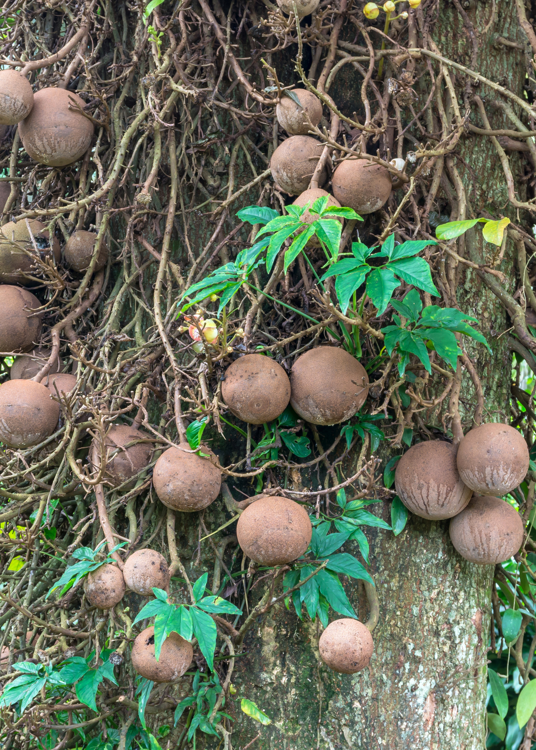 Cannonball Fruit Trees For Sale