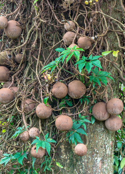 section of Cannonball tree trunk with brown, wavy branches around brown spherical fruit