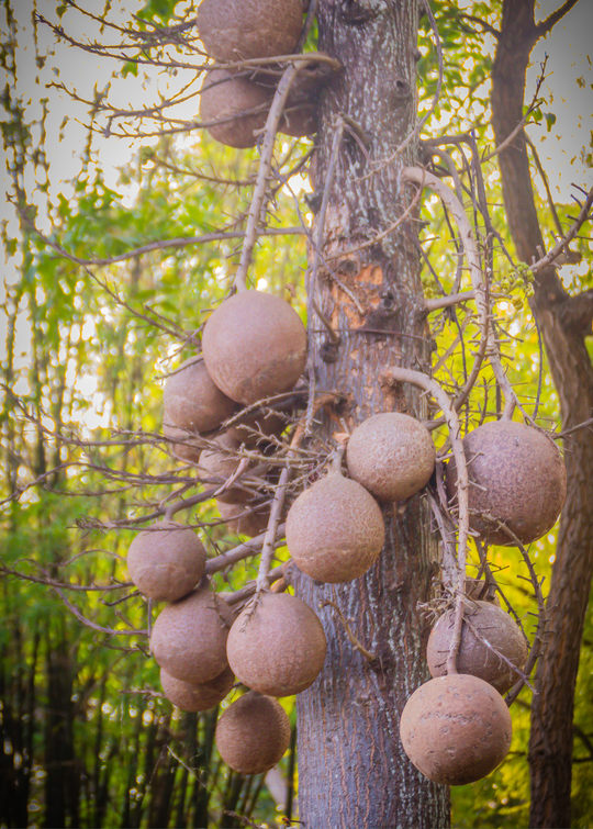 Cannonball Fruit Trees For Sale