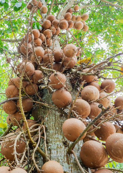 tall tree trunk sprouting several small branches and spherical, light pinkish brown fruits - Cannonball Tree