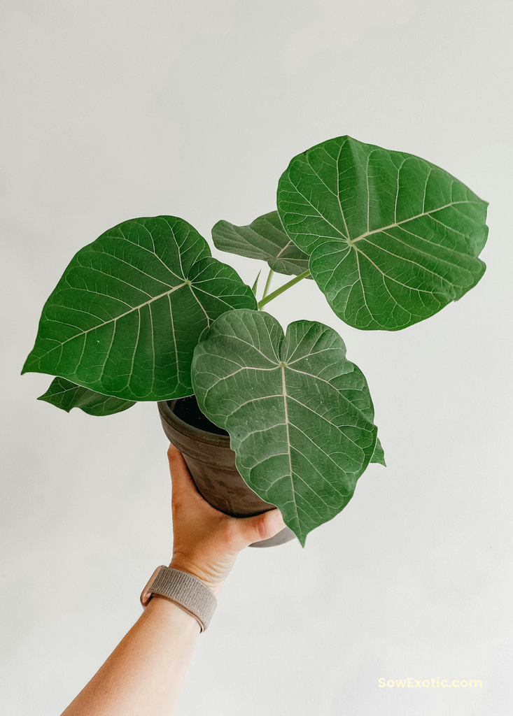 Sow Exotic Rock Fig
