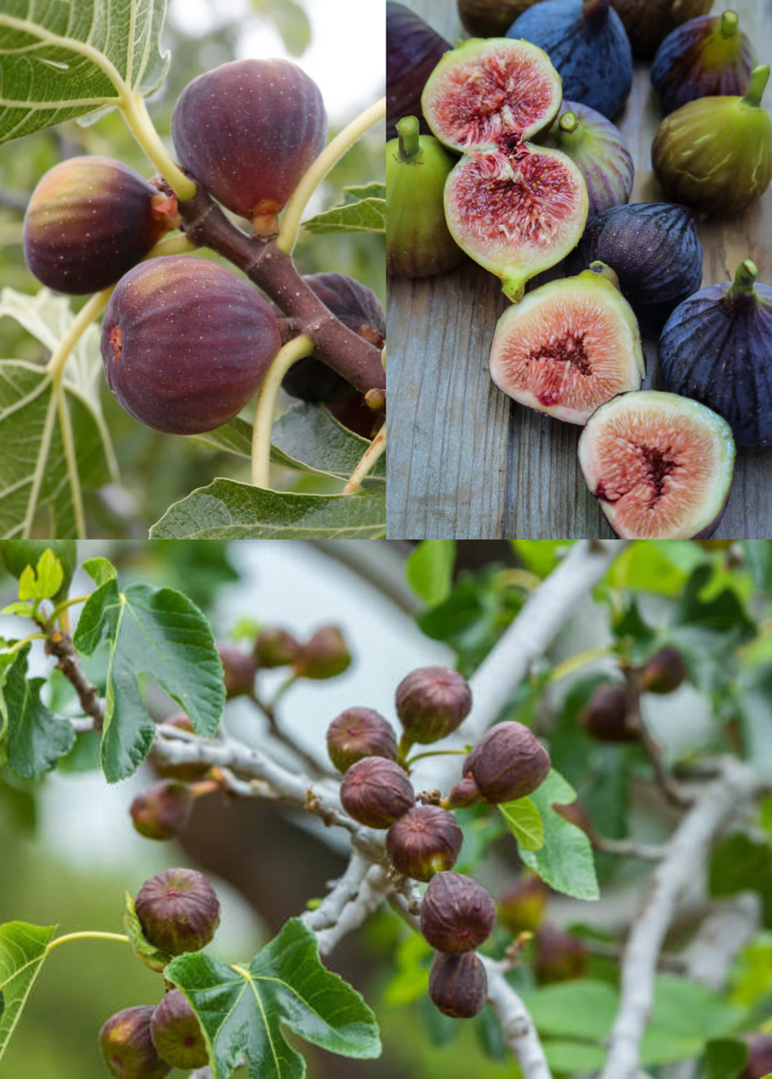 Fig Tree Bundle: 'Brown Turkey', 'Violette de Bordeaux', & 'Olympian ...