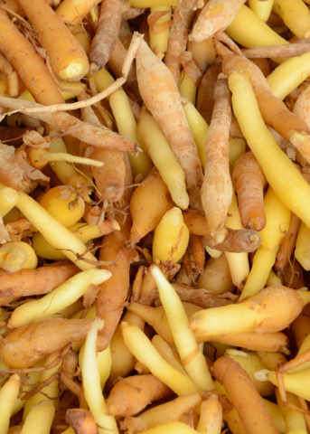 Pile of smooth, elongated yellow and brown Finger Root roots
