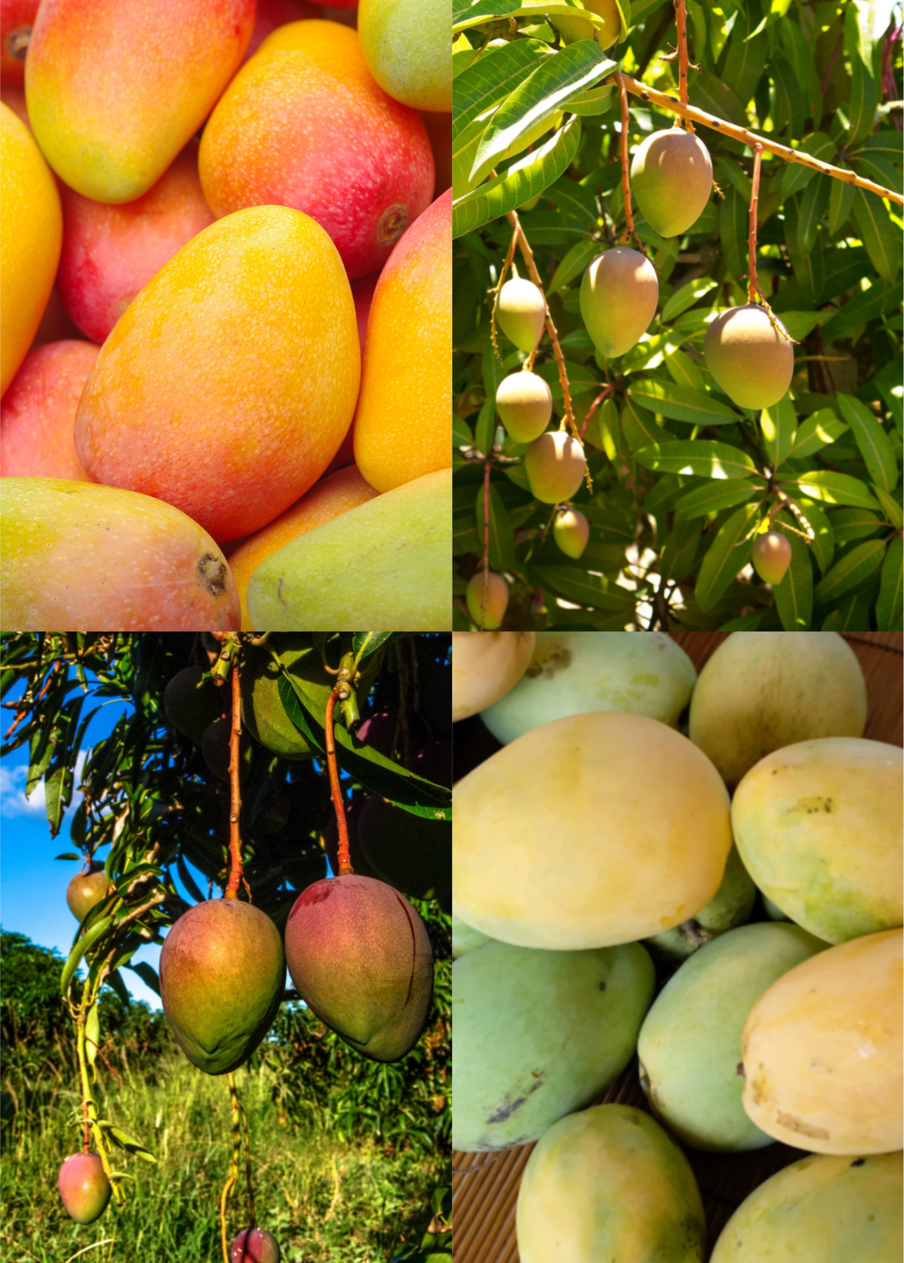 Florida Mango Favorites – Sow Exotic