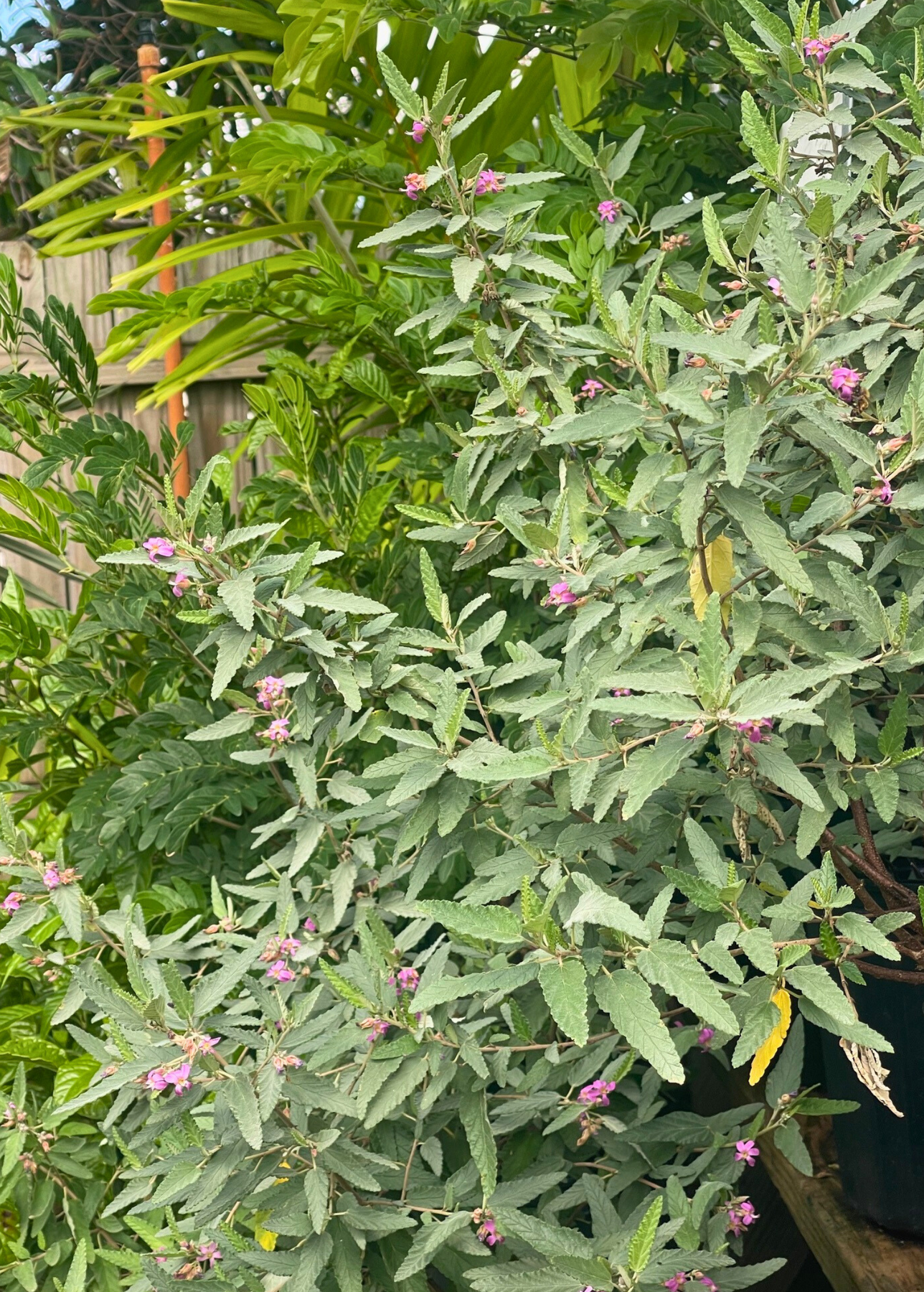 Forid Tea Florida Native Tea Duo: Yaupon Holly + Florida Native Tea Bush – Sow Exotic