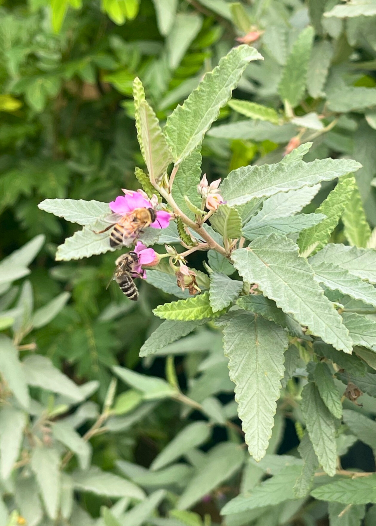 Florida Native Tea Duo: Yaupon Holly + Florida Native Tea Bush – Sow Exotic