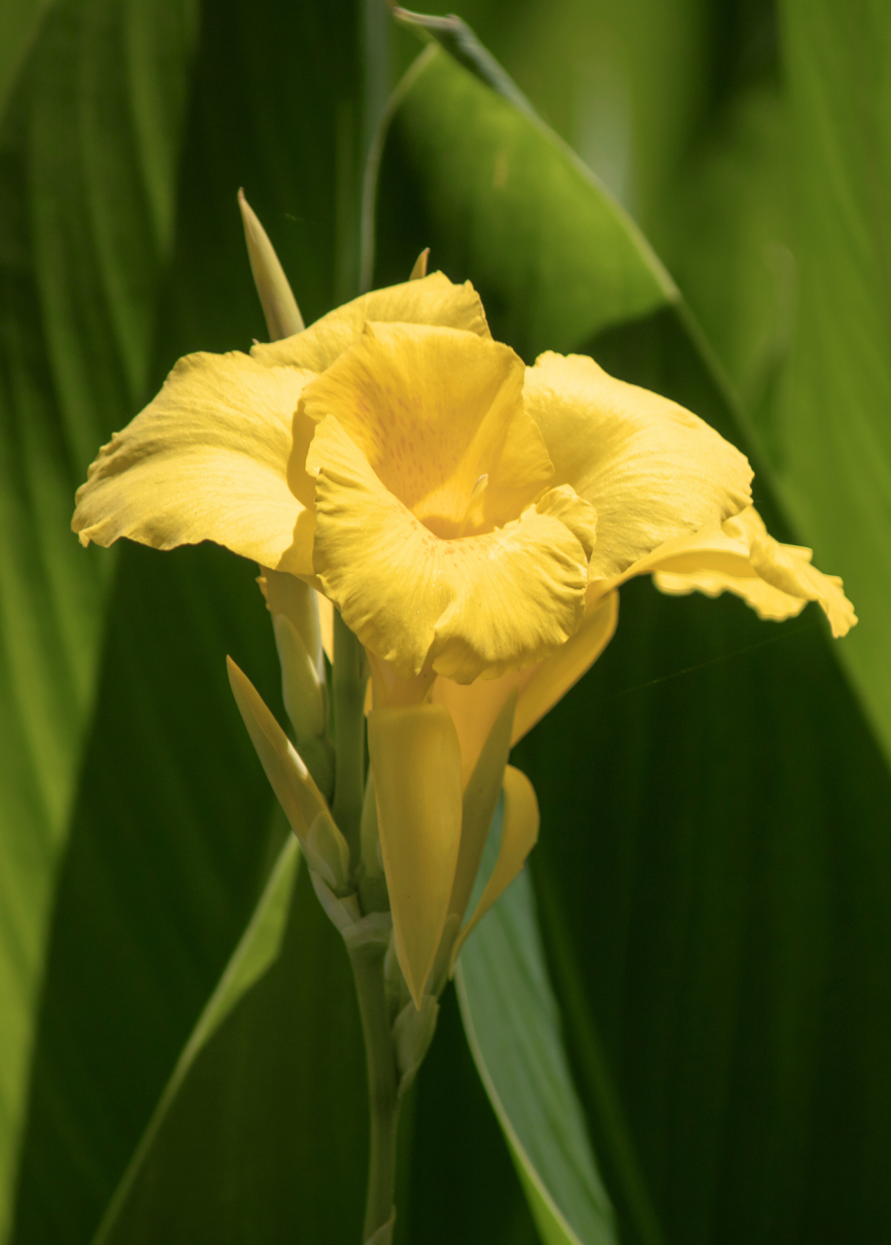 Florida Native Golden Canna Plants For Sale - SowExotic.com – Sow