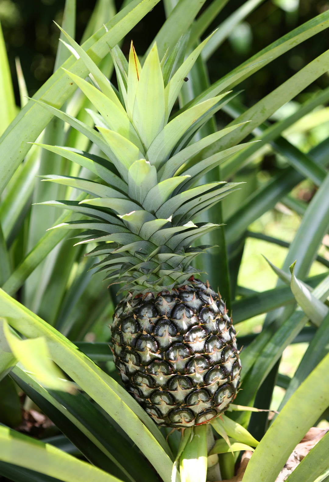 Pineapple Bundle: 'White Jade', 'Variegated Juicy', & 'Elite Gold' – Sow  Exotic