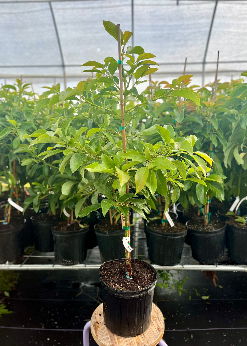 Lula Avocado Fruit Tree 10 Seeds Lot California Species Easy Grow