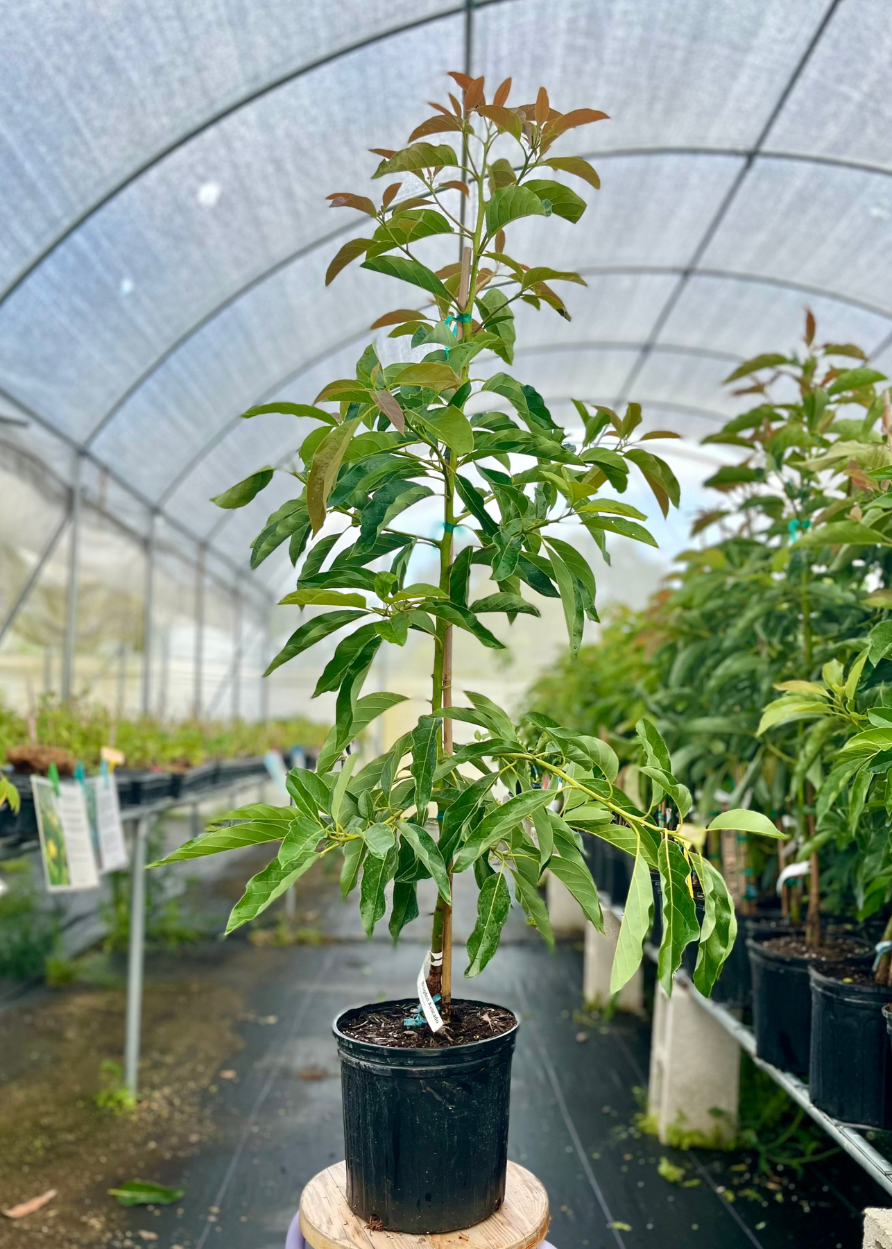 indoor avocado plant Avocado 'Brogdon' (Persia americana)