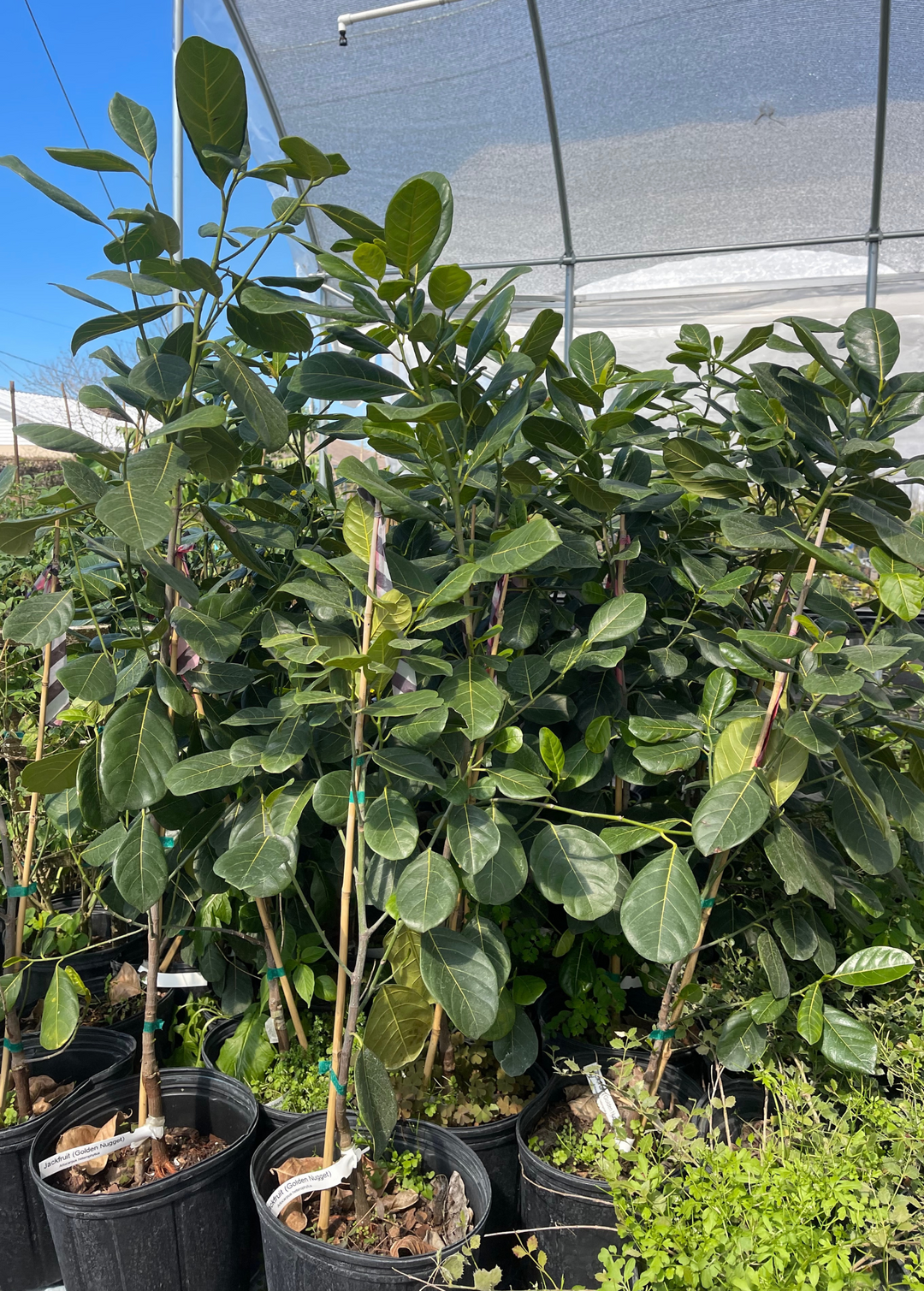 Jackfruit Tree Bundle: 'Golden Nugget' & 'Orange Crush' – Sow Exotic