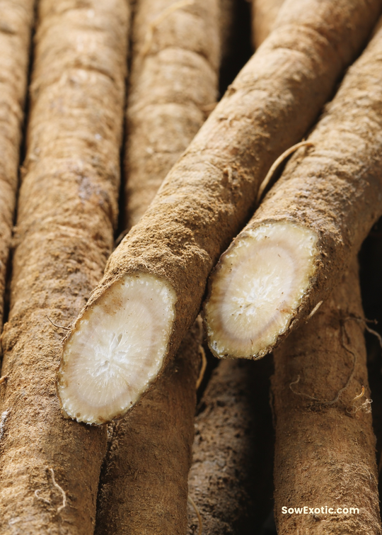 Greater Burdock (Arctium lappa) Medium Coconut Coir Pot / 3-Pack (Save 10%)