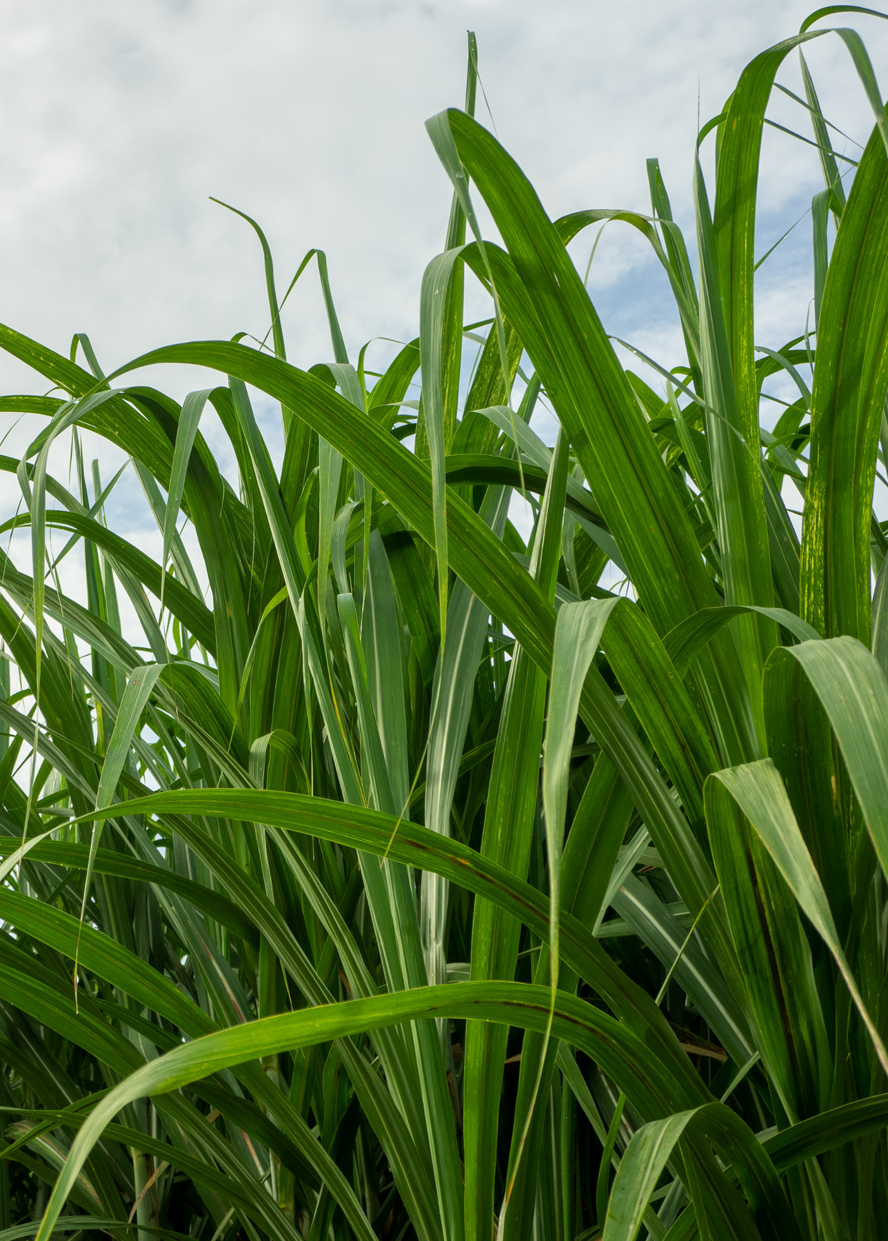 Cane Green Color Green Sugar Cane Plants For Sale - SowExotic.com – Sow Exotic