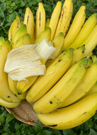 Many ripe yellow Gros Michel bananas in round harvesting basket - one large banana is partially peeled and the end is gone