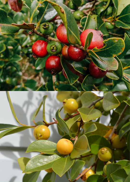 guava bonsai tree Guava Bundle: Strawberry Guava & Lemon Guava – Sow Exotic
