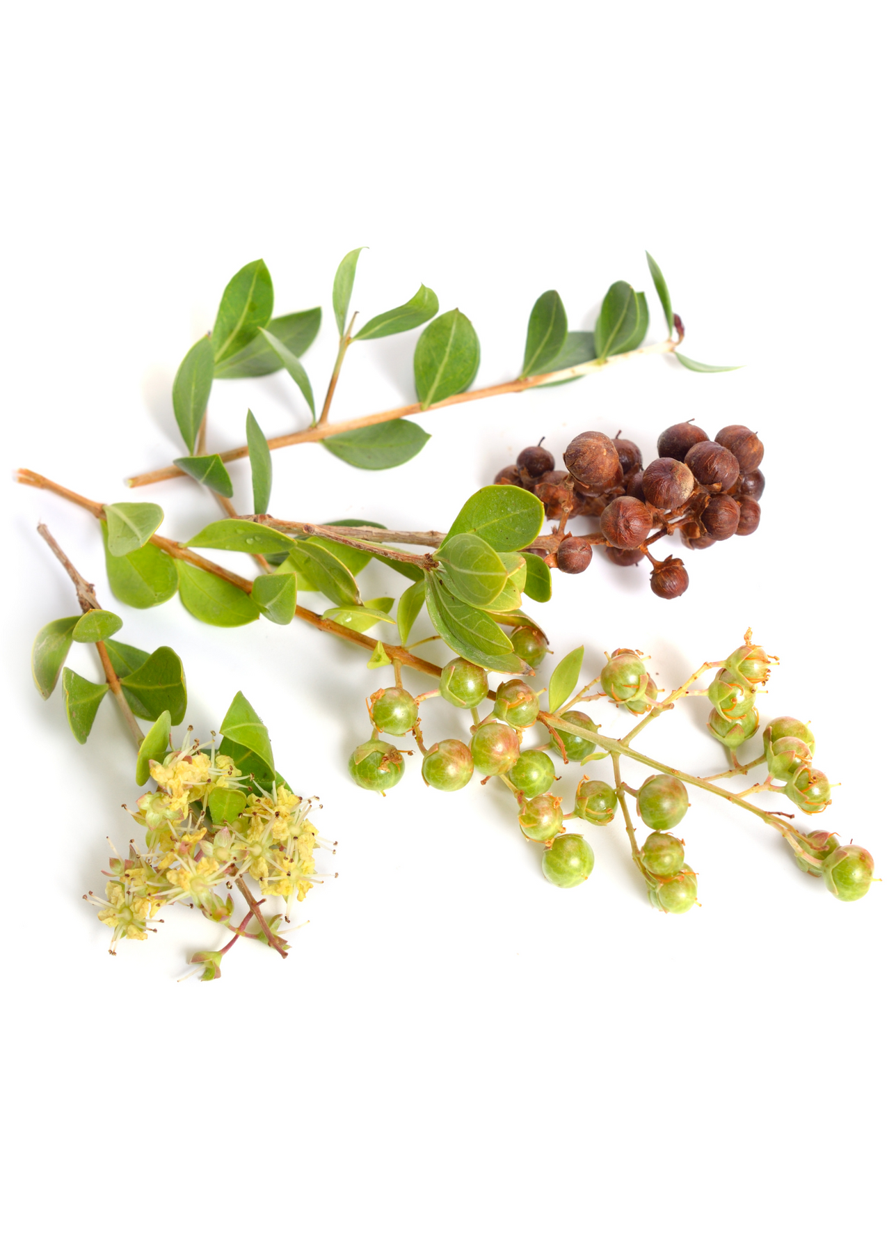 Henna Lawsonia Inermis Plants For Sale SowExotic Sow Exotic henna-lawsonia-inermis-plants-for-sale-sowexotic-sow-exotic
