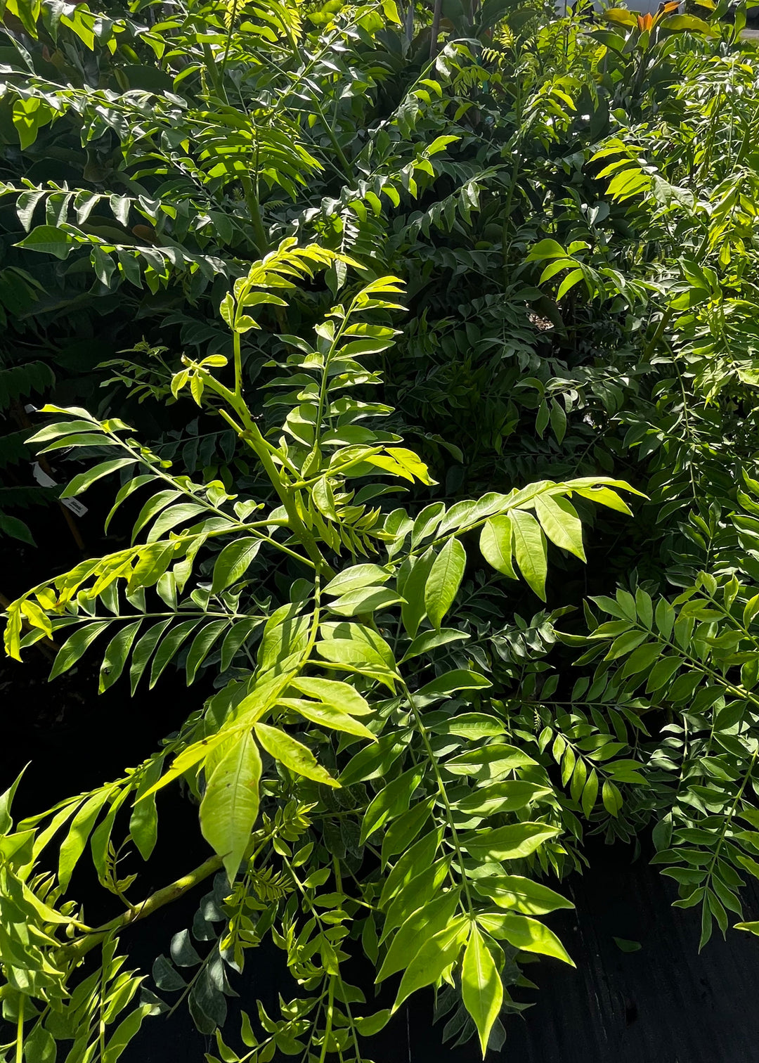 果物 satomion Yellow Hog Plum | Tropical Fruit Tree | Sow Exotic