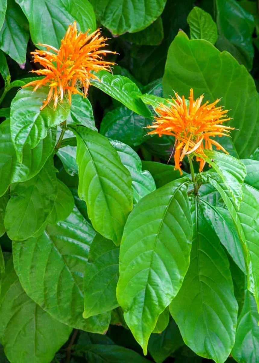 Muicle Plants For Sale Sow Exotic