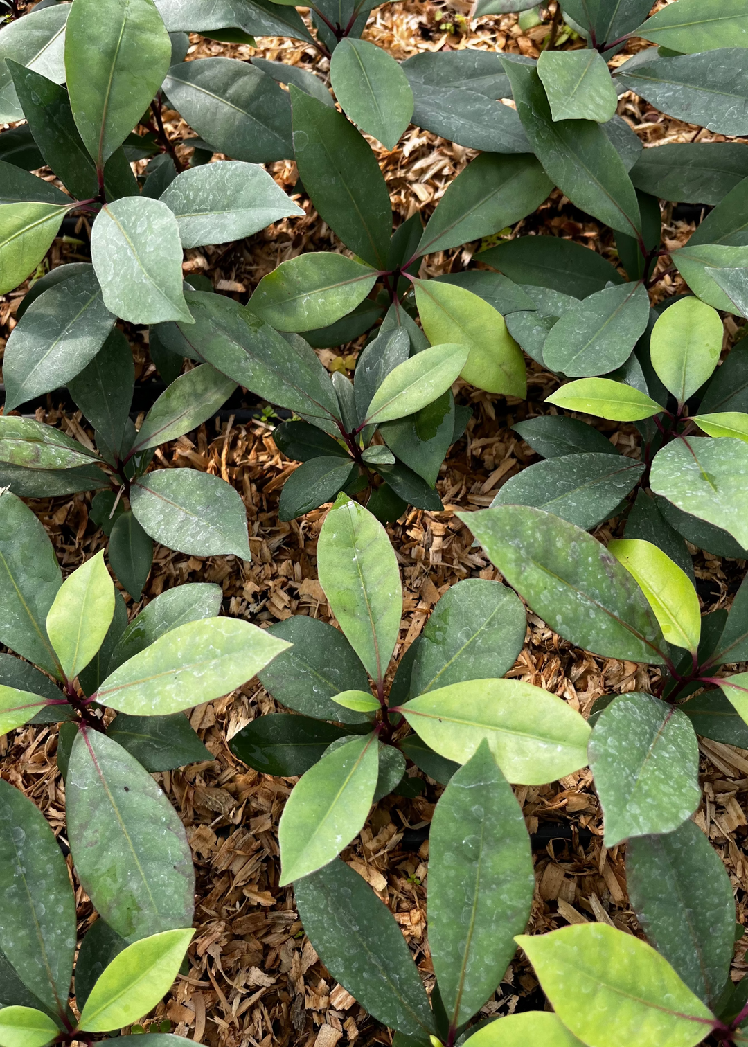 Jessica Rabbitning erotik rasmlari Yoshlar jinsiy aloqa