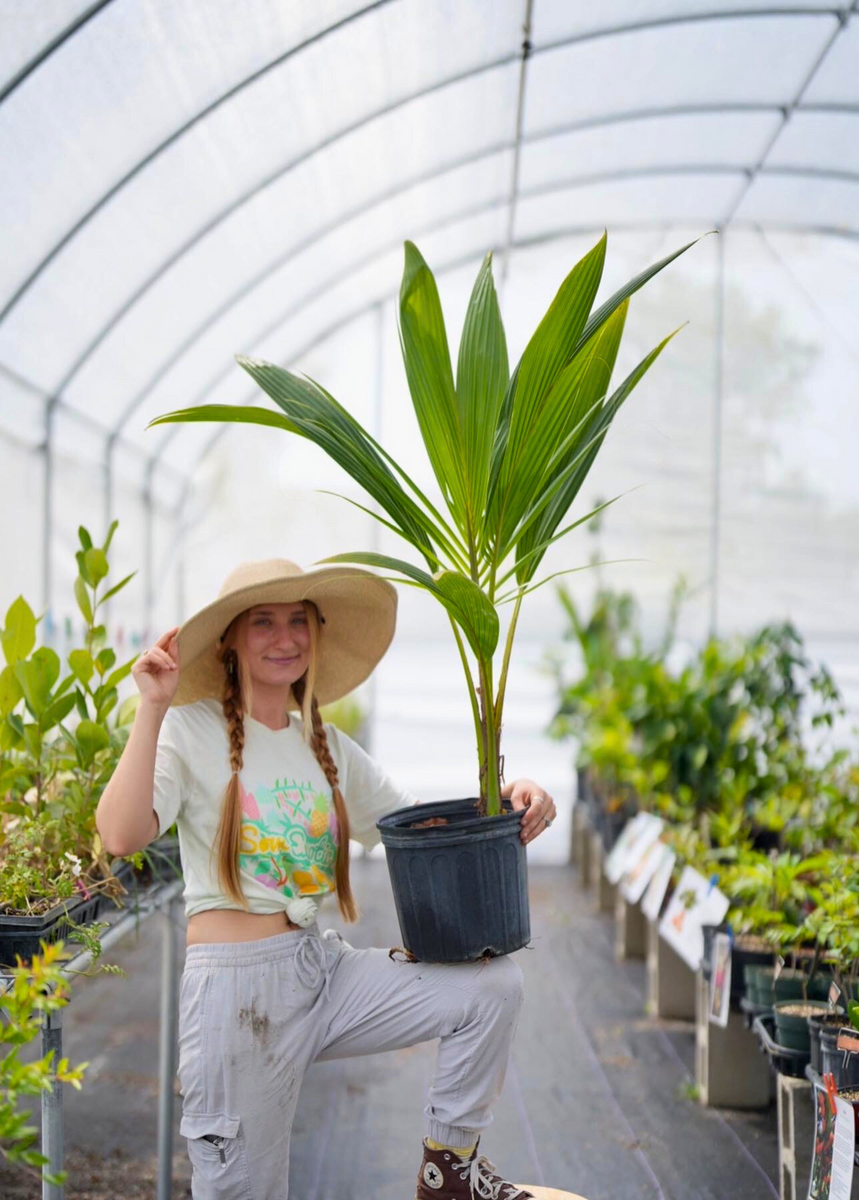 Coconut Palm Fruit Tree 3-5 ft