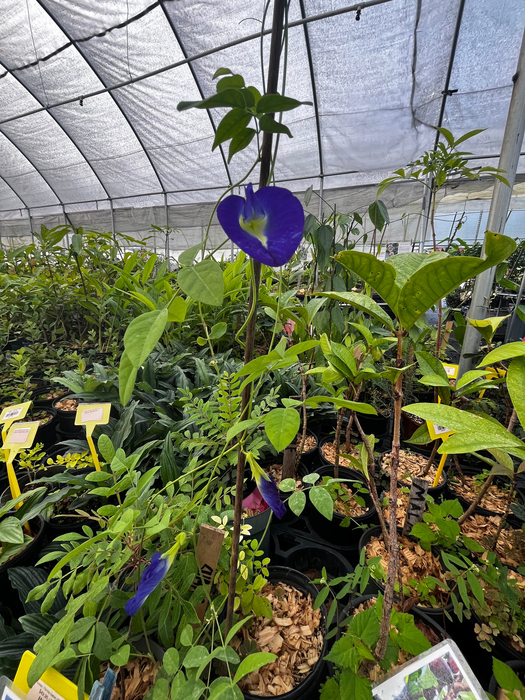 butterfly pea flower plant Butterfly Pea Vine | Live Flowering Vine Plant