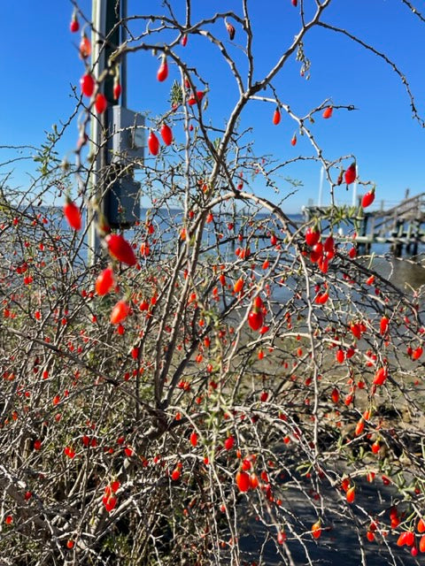 christmas berry plant indoor Christmasberry Plants for Sale