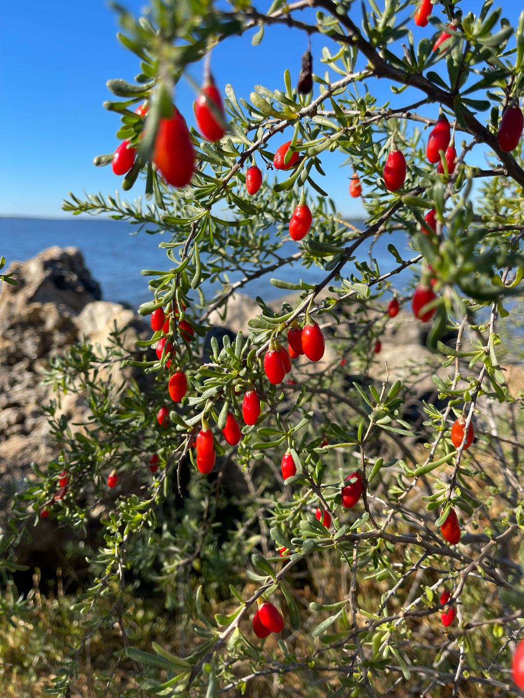 Christmasberry Plants for Sale