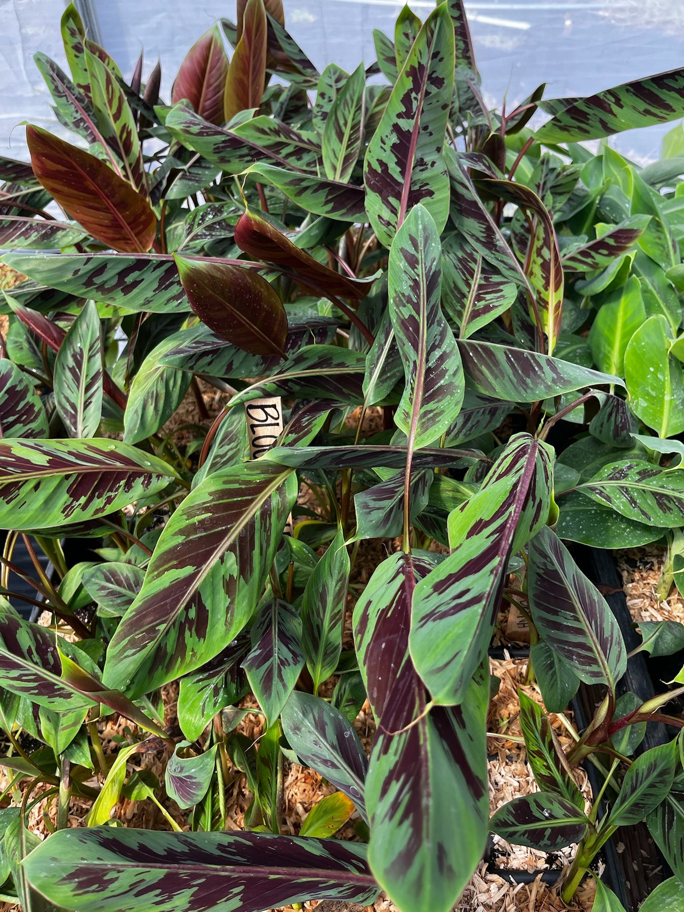 blood banana plant care indoor Blood Banana (Musa acuminata var. zebrina)