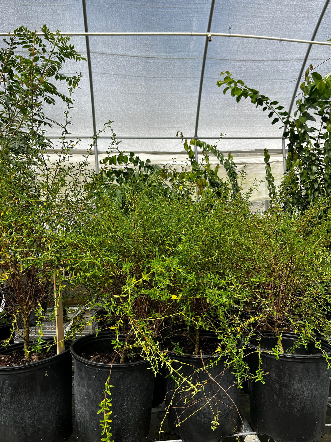 damiana seeds for planting Very Rare Damiana Plants For Sale