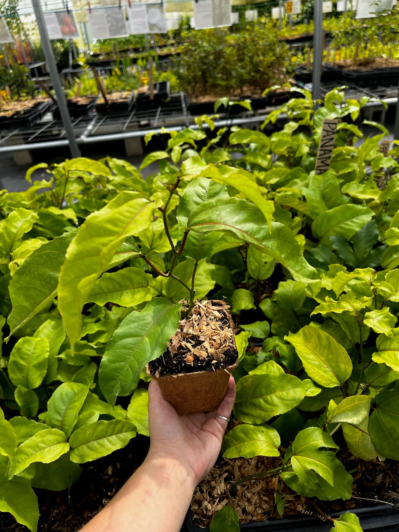 passion fruit indoor plant Panama Red Passion Fruit Tropical Vine Plant in XL