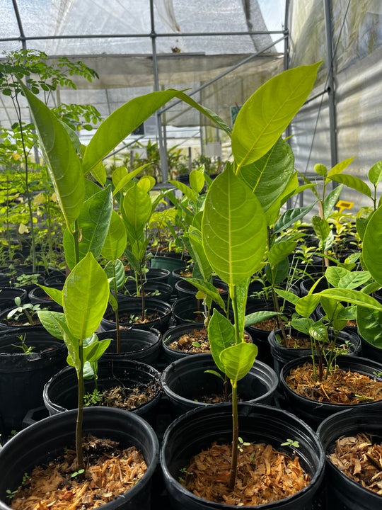 Jackfruit Fruit Tree (Artocarpus heterophyllus)
