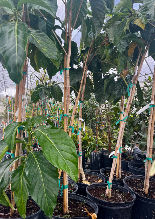 Noni Fruit Tree | Tropical Fruit Tree