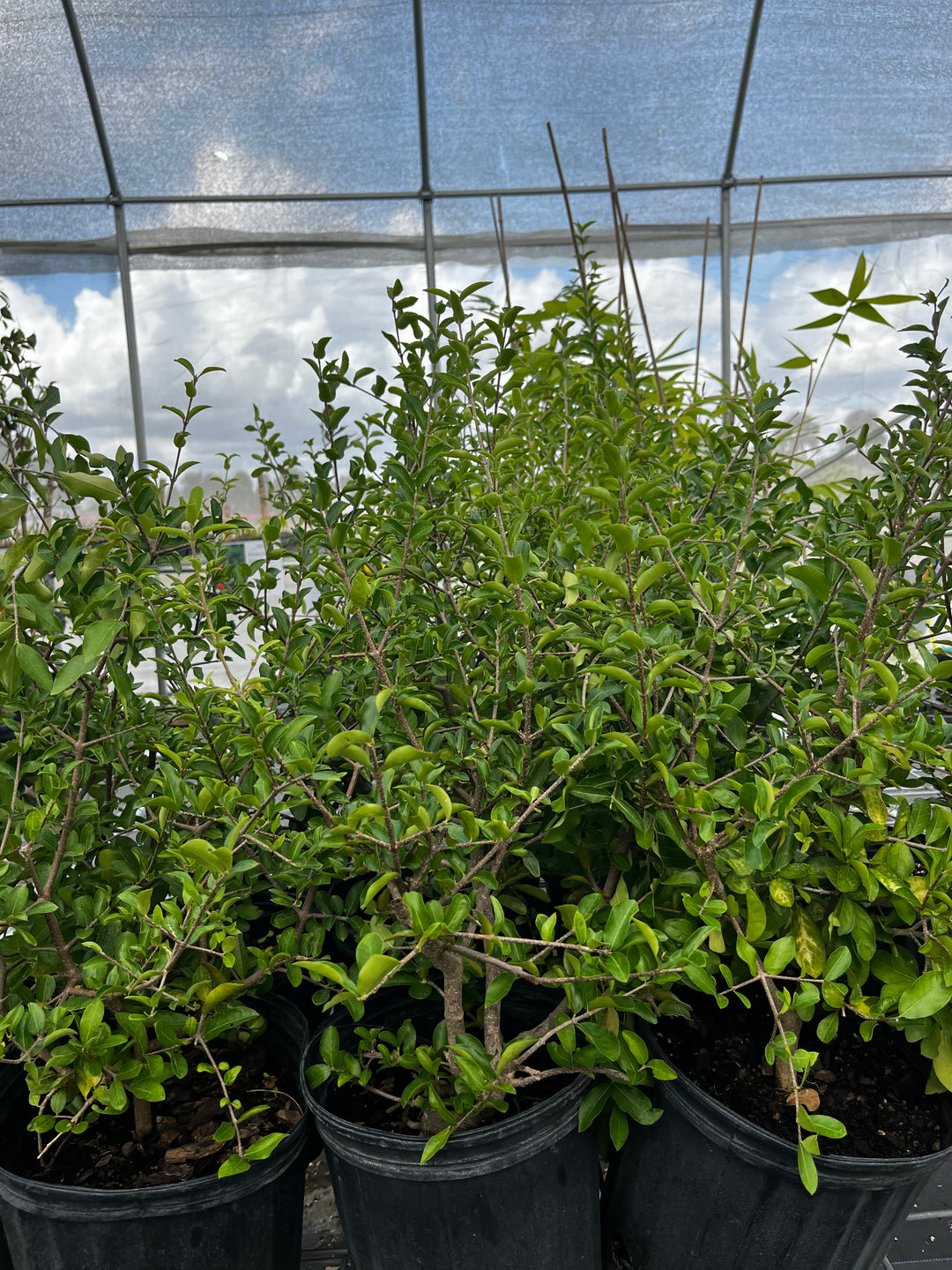 5 Semi Di Acerola – Malphigia Glabra (Barbados Cherry), Albero Fruttifero Tropicale Esotico Raro, Coltivazione In Vaso O Giardino
