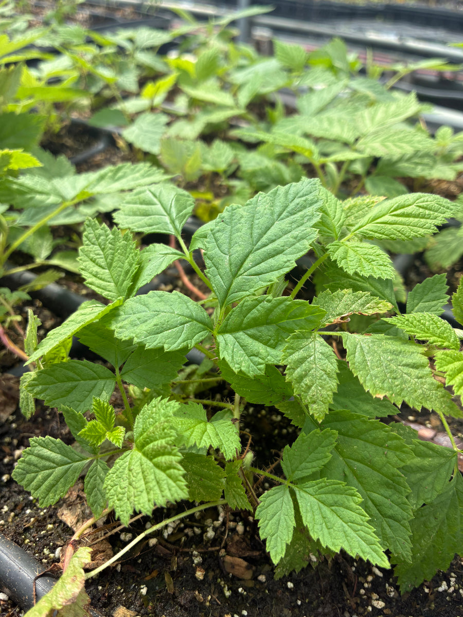 'Caroline' Raspberry (Rubus idaeus 'Caroline') – Sow Exotic