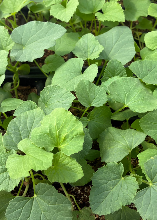 dosakaya seeds planting Dosakai Cucumber Plants for Sale