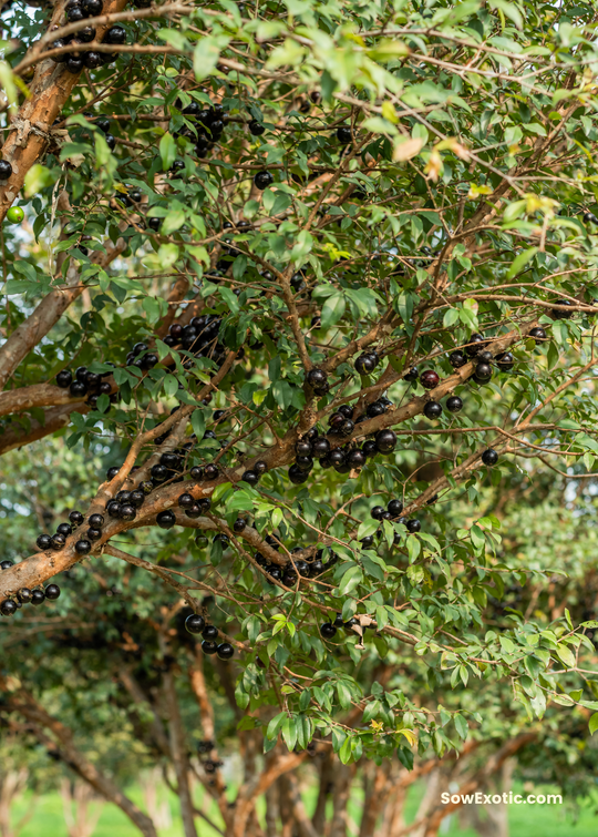 Jabuticaba in 3 sizes | Tropical Fruit Tree